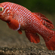 Illustration for article titled This African fish can start having babies at 17 days old